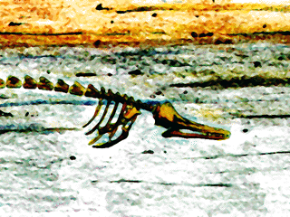 Artist's rendering of the burried fossil